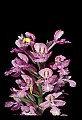 01113-00034-Large Purple-fringed Orchid, Habenaria psycodes.jpg
