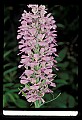01113-00035-Large Purple-fringed Orchid, Habenaria psycodes.jpg