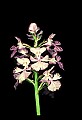 01113-00036-Large Purple-fringed Orchid, Habenaria psycodes.jpg