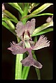 01113-00037-Large Purple-fringed Orchid, Habenaria psycodes.jpg