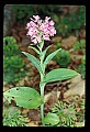 01113-00038-Large Purple-fringed Orchid, Habenaria psycodes.jpg