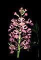 01113-00040-Large Purple-fringed Orchid, Habenaria psycodes.jpg