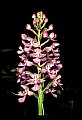 01113-00041-Large Purple-fringed Orchid, Habenaria psycodes.jpg