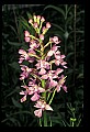 01113-00042-Large Purple-fringed Orchid, Habenaria psycodes.jpg