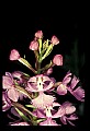 01113-00043-Large Purple-fringed Orchid, Habenaria psycodes.jpg