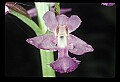 01113-00046-Large Purple-fringed Orchid, Habenaria psycodes.jpg