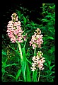 01113-00051-Large Purple-fringed Orchid, Habenaria psycodes.jpg