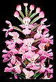 01113-00053-Large Purple-fringed Orchid, Habenaria psycodes.jpg