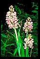 01113-00054-Large Purple-fringed Orchid, Habenaria psycodes.jpg