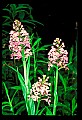 01113-00055-Large Purple-fringed Orchid, Habenaria psycodes.jpg