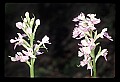 01113-00057-Large Purple-fringed Orchid, Habenaria psycodes.jpg