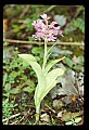 01113-00059-Large Purple-fringed Orchid, Habenaria psycodes.jpg