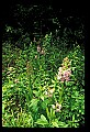 01113-00060-Large Purple-fringed Orchid, Habenaria psycodes.jpg