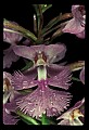 01113-00061-Large Purple-fringed Orchid, Habenaria psycodes.jpg