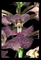 01113-00062-Large Purple-fringed Orchid, Habenaria psycodes.jpg