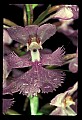 01113-00063-Large Purple-fringed Orchid, Habenaria psycodes.jpg
