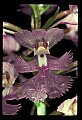 01113-00064-Large Purple-fringed Orchid, Habenaria psycodes.jpg