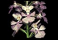 01113-00065-Large Purple-fringed Orchid, Habenaria psycodes.jpg
