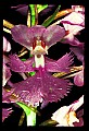 01113-00066-Large Purple-fringed Orchid, Habenaria psycodes.jpg
