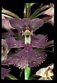 01113-00067-Large Purple-fringed Orchid, Habenaria psycodes.jpg