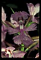01113-00068-Large Purple-fringed Orchid, Habenaria psycodes.jpg