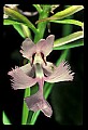01113-00069-Large Purple-fringed Orchid, Habenaria psycodes.jpg