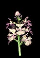 01113-00070-Large Purple-fringed Orchid, Habenaria psycodes.jpg
