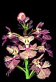 01113-00071-Large Purple-fringed Orchid, Habenaria psycodes.jpg