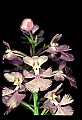 01113-00072-Large Purple-fringed Orchid, Habenaria psycodes.jpg
