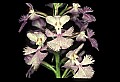 01113-00073-Large Purple-fringed Orchid, Habenaria psycodes.jpg