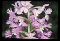 01113-00074-Large Purple-fringed Orchid, Habenaria psycodes.jpg