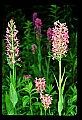 01113-00075-Large Purple-fringed Orchid, Habenaria psycodes.jpg