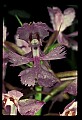 01113-00076-Large Purple-fringed Orchid, Habenaria psycodes.jpg