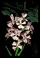 01113-00077-Large Purple-fringed Orchid, Habenaria psycodes.jpg