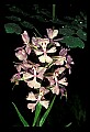 01113-00078-Large Purple-fringed Orchid, Habenaria psycodes.jpg