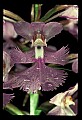 01113-00080-Large Purple-fringed Orchid, Habenaria psycodes.jpg
