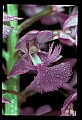 01113-00081-Large Purple-fringed Orchid, Habenaria psycodes.jpg