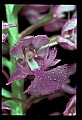 01113-00082-Large Purple-fringed Orchid, Habenaria psycodes.jpg