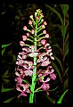 01113-00083-Large Purple-fringed Orchid, Habenaria psycodes.jpg