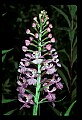 01113-00084-Large Purple-fringed Orchid, Habenaria psycodes.jpg
