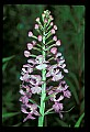 01113-00085-Large Purple-fringed Orchid, Habenaria psycodes.jpg