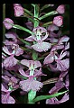 01113-00086-Large Purple-fringed Orchid, Habenaria psycodes.jpg