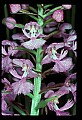 01113-00087-Large Purple-fringed Orchid, Habenaria psycodes.jpg