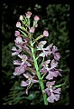 01113-00088-Large Purple-fringed Orchid, Habenaria psycodes.jpg
