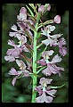 01113-00089-Large Purple-fringed Orchid, Habenaria psycodes.jpg