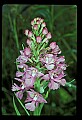 01113-00090-Large Purple-fringed Orchid, Habenaria psycodes.jpg