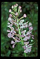 01113-00091-Large Purple-fringed Orchid, Habenaria psycodes.jpg