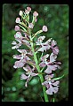 01113-00092-Large Purple-fringed Orchid, Habenaria psycodes.jpg
