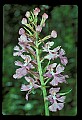 01113-00093-Large Purple-fringed Orchid, Habenaria psycodes.jpg