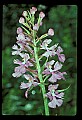 01113-00094-Large Purple-fringed Orchid, Habenaria psycodes.jpg